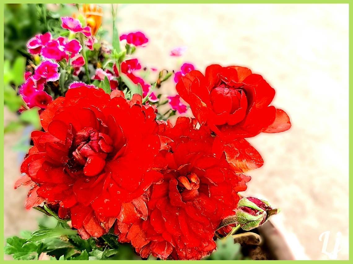 Spring flowers ⚜⚜