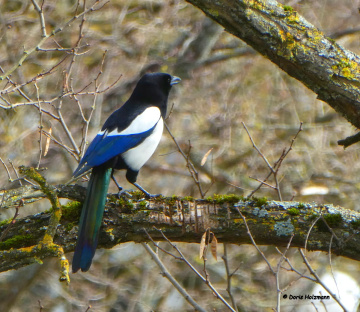 Magpie