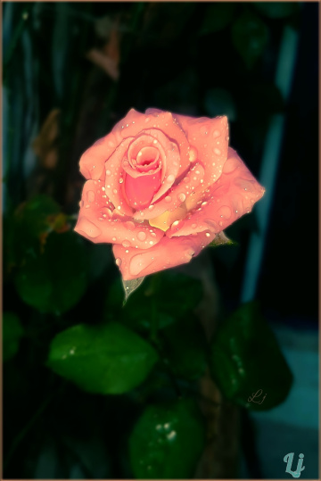 Rose is Rose.. ❤️⚜❤️