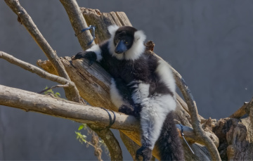  Copenhagen Zoo 2024.