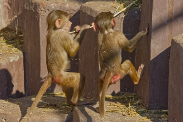 Copenhagen Zoo - Denmark - 2024.