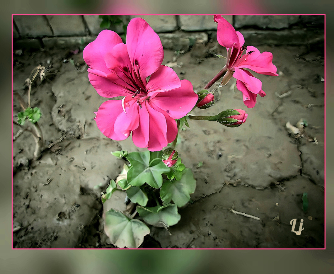 Geranium beauty ❤️⚜❤️