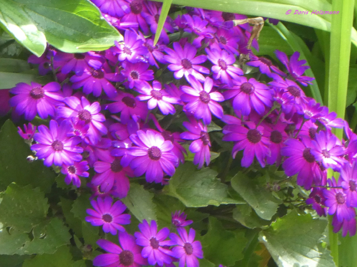 blossoms