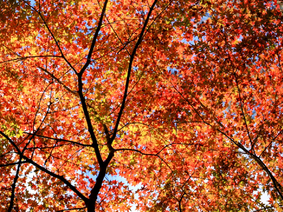 Autumn
