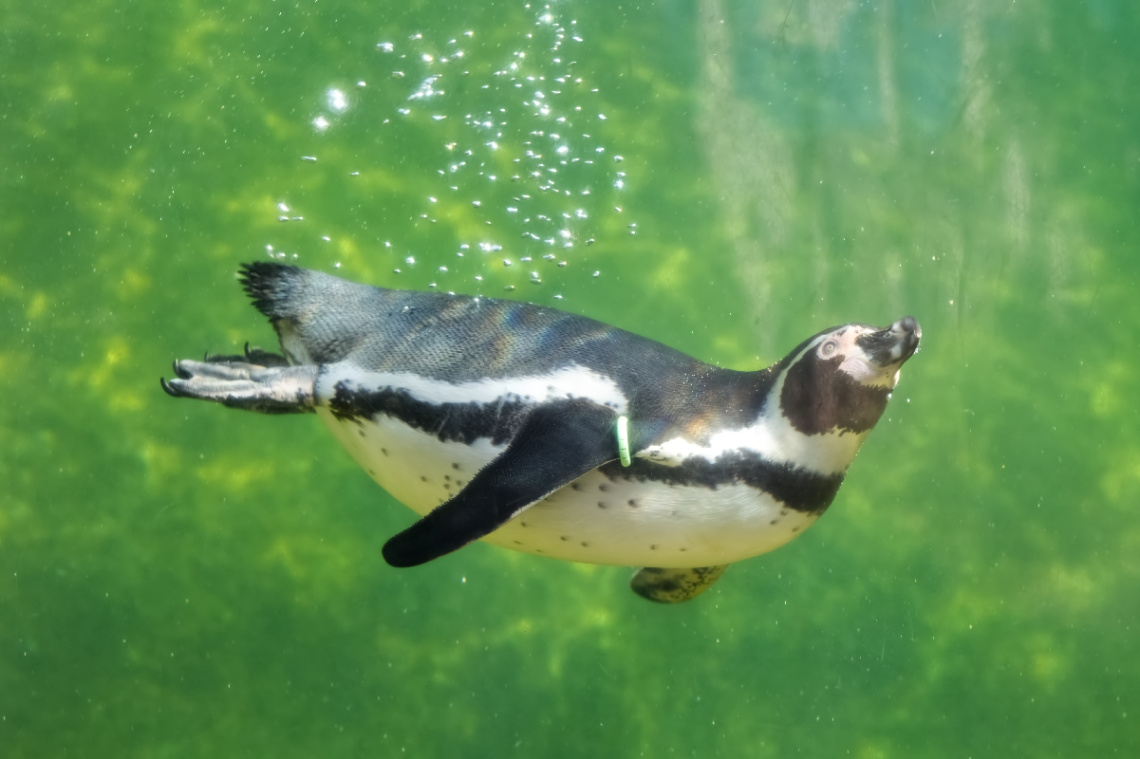 Copenhagen Zoo - 2024