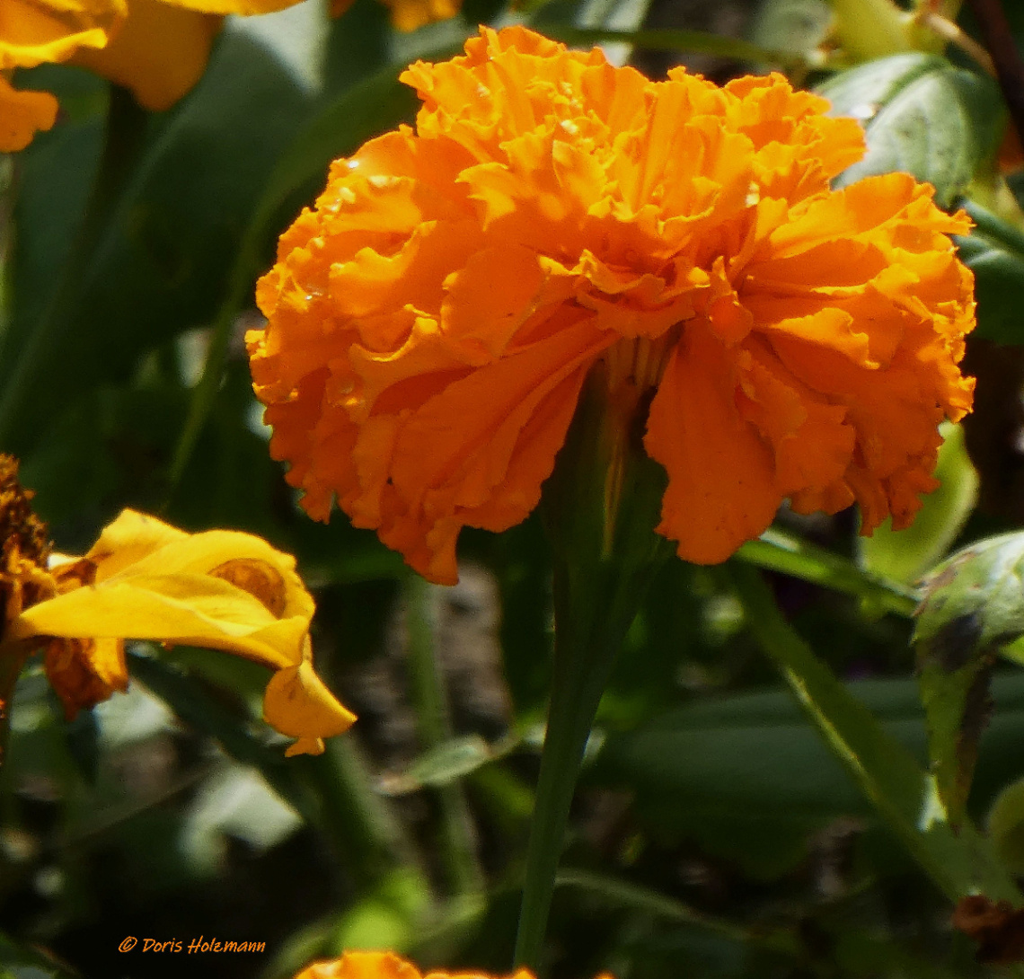 blossom