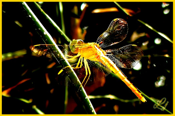 Dragon fly ⚜⚜