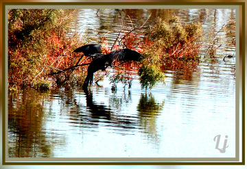 At the Pond ⚜⚜