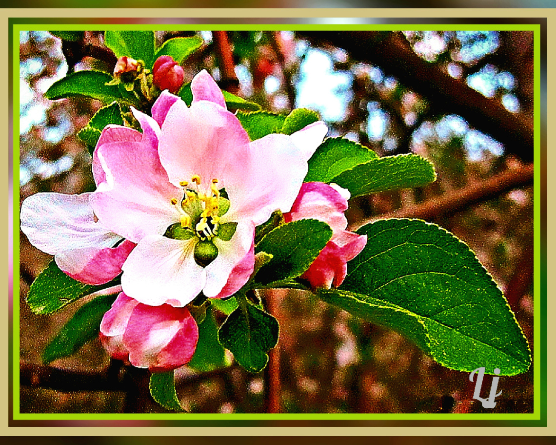Apple blossom ⚜⚜