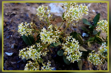 Wild blossoms ⚜⚜