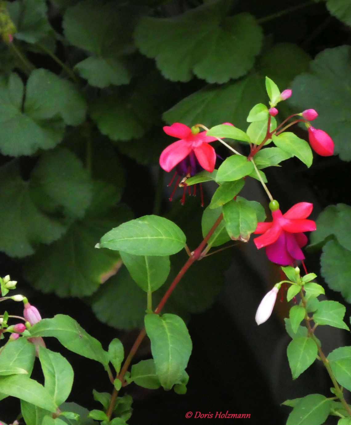 blossoms