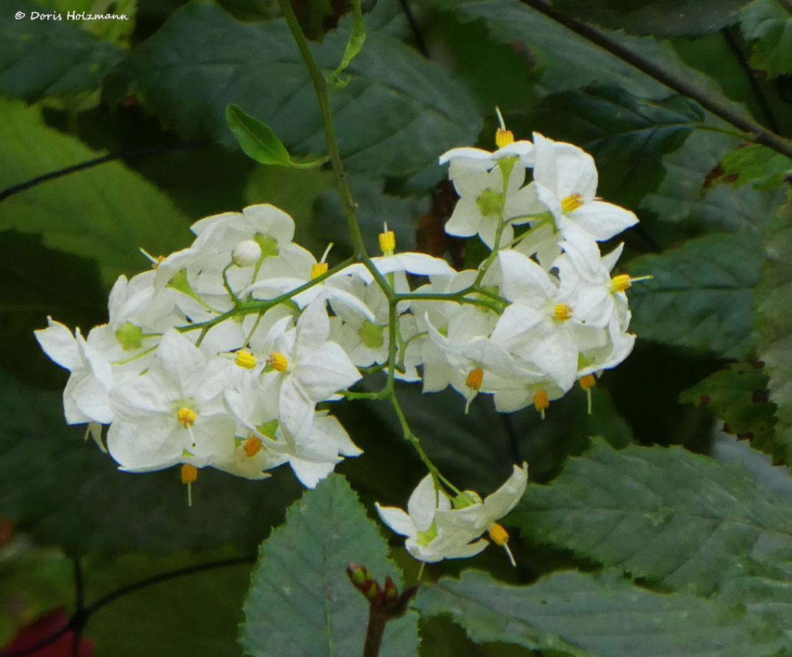 blossoms