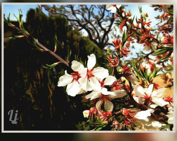 Spring ⚜⚜⚜