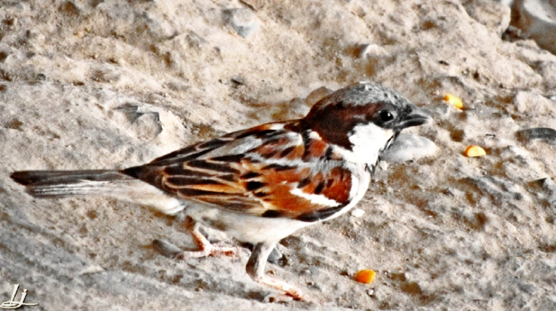 Sparrow ⚜⚜