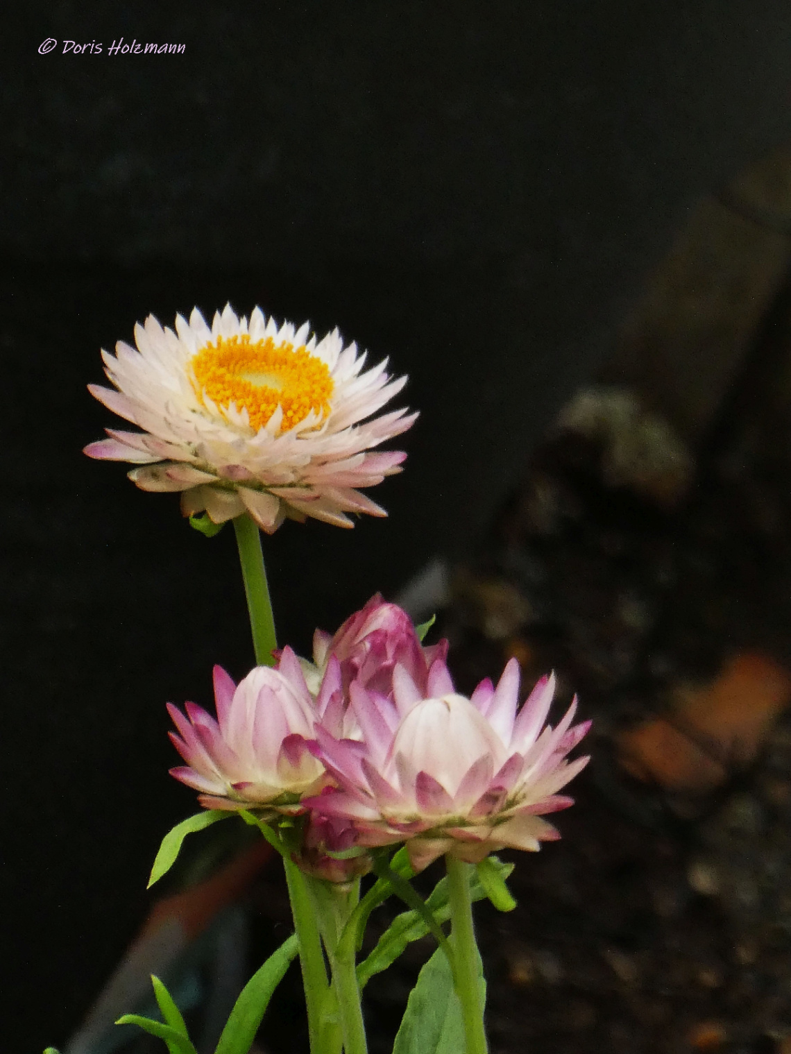 Xerochrysum bracteatum (strawflower)