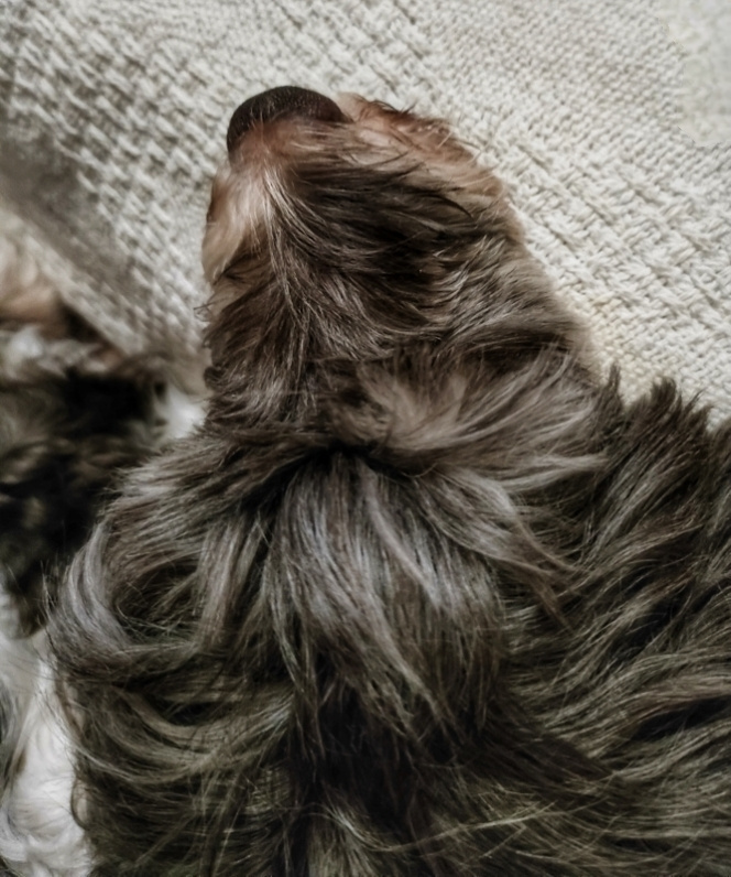 DOG'S HAIR