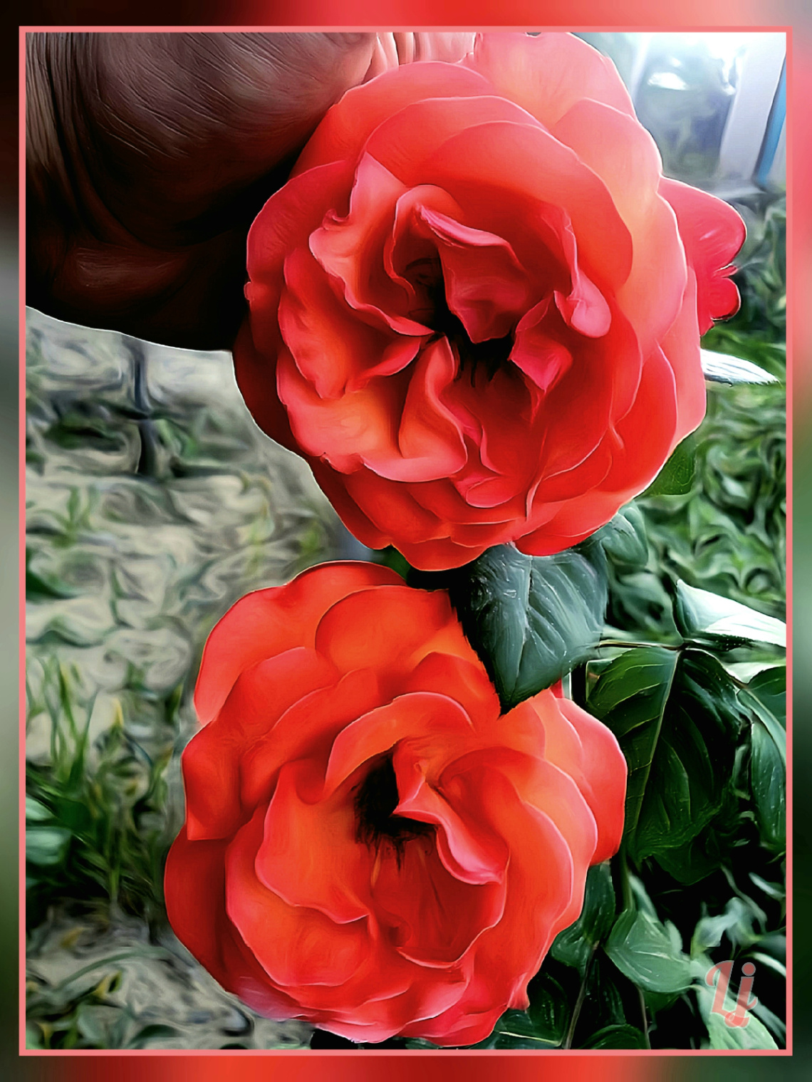 Roses ⚜⚜