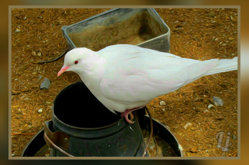 White Pigeon ⚜⚜