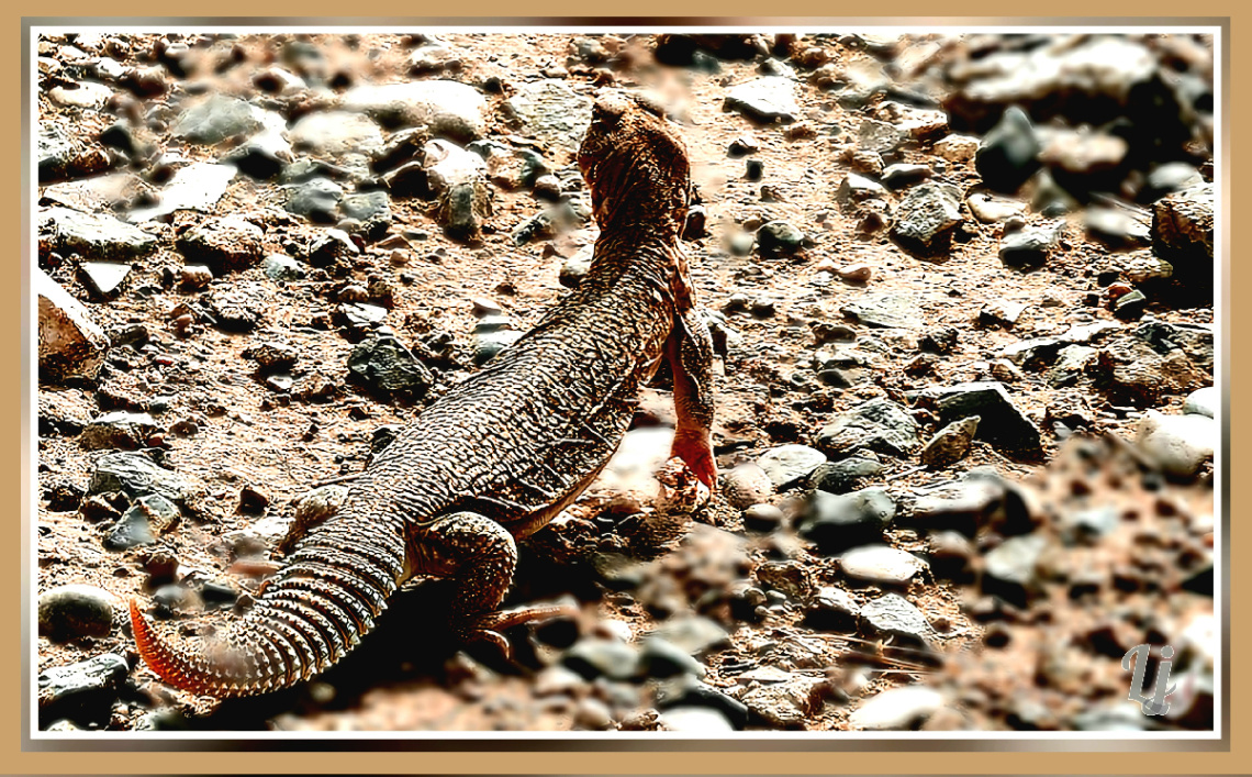 Lizzard ⚜