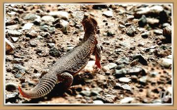 Lizzard ⚜