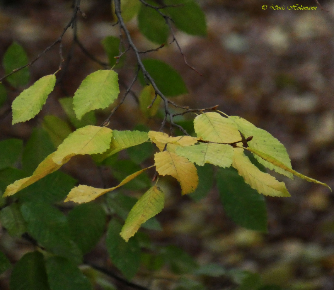 Leaves