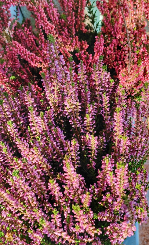 HEATHER