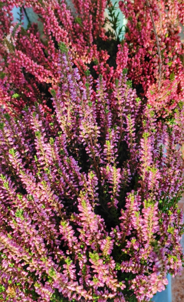 HEATHER