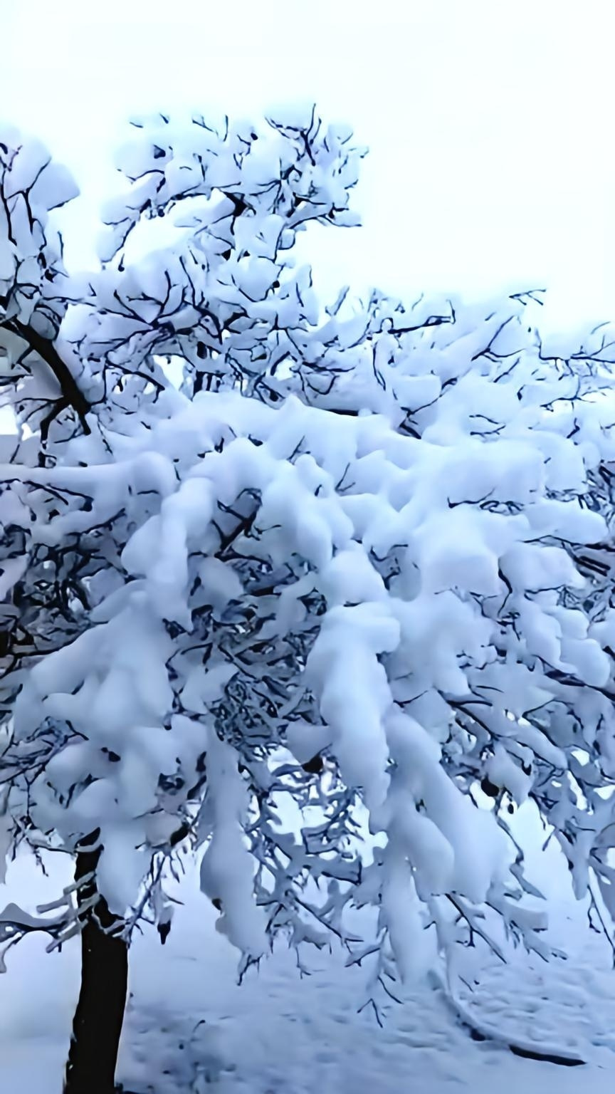 QUETTA SNOW ⚜⚜