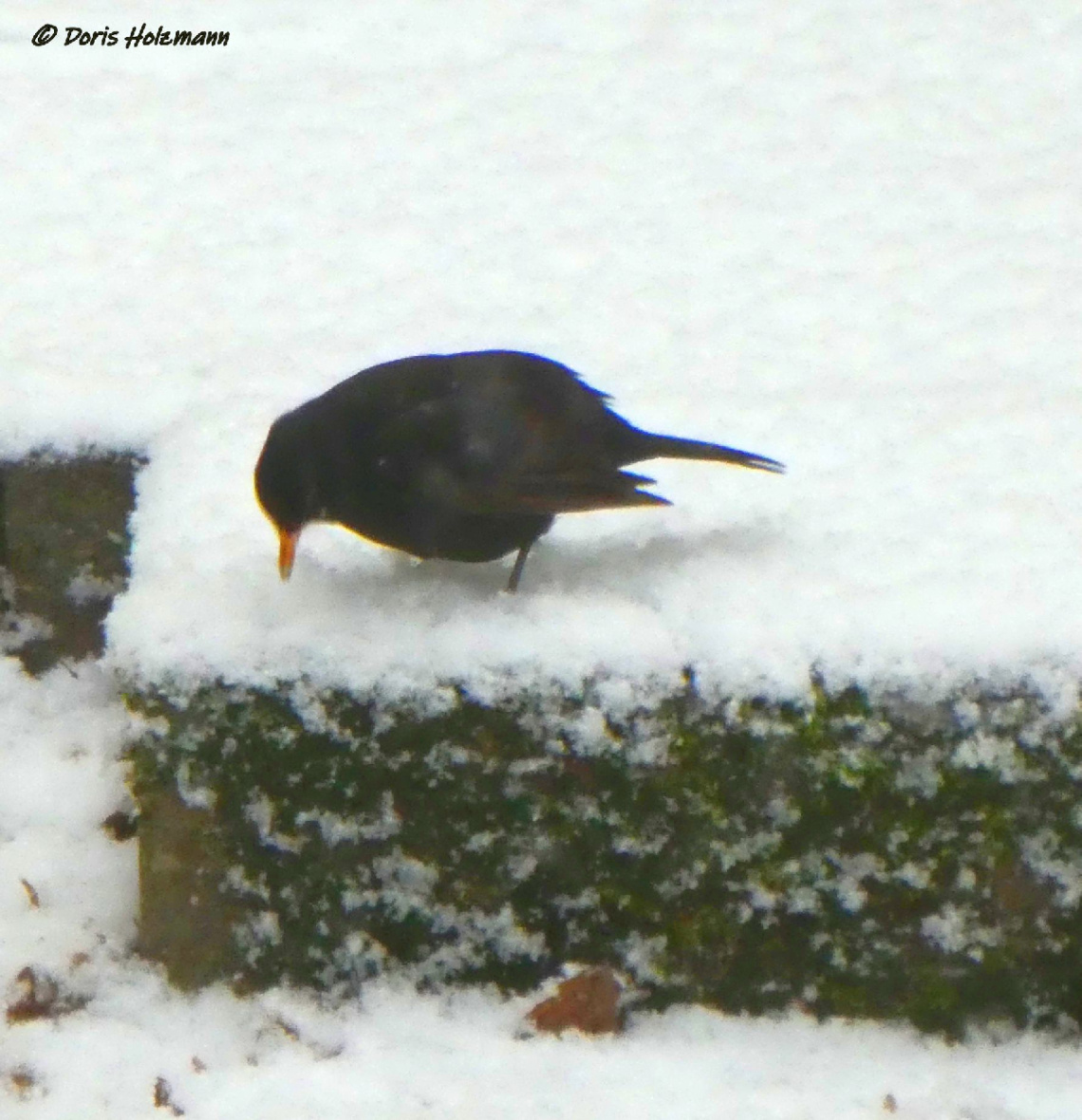 one year ago (Karlsruhe / Germany)