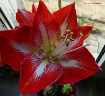 Amaryllis