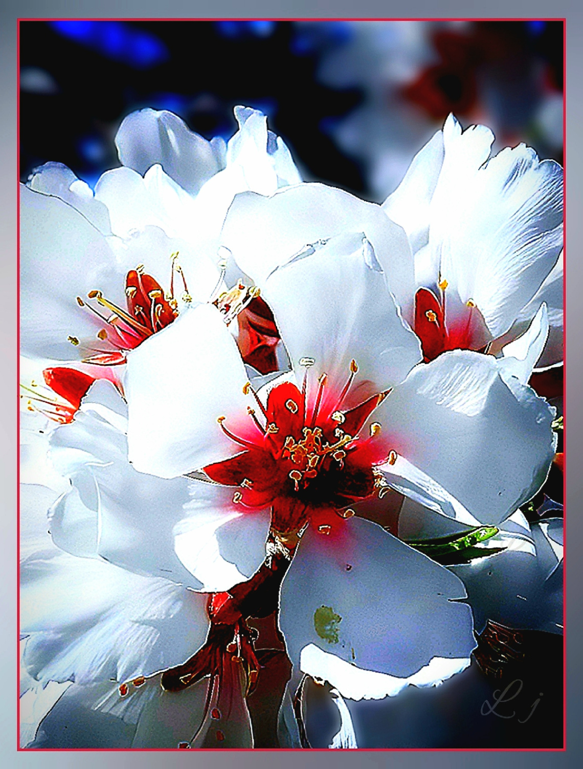 Apple blossom ⚜⚜