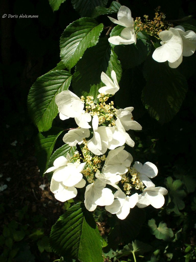 Japanese Snowball - Viburnum plicatum