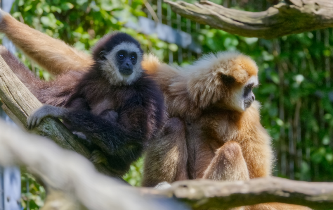 Copenhagen Zoo - July 2024