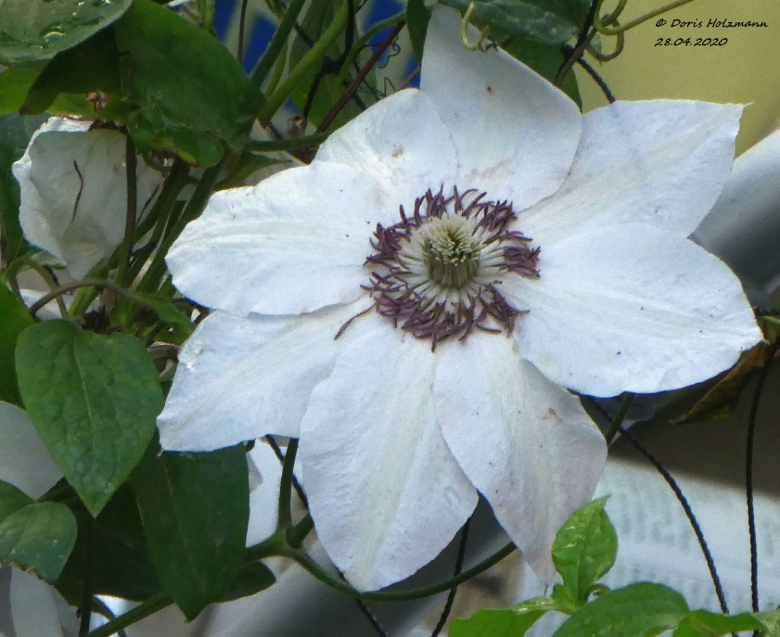 Clematis