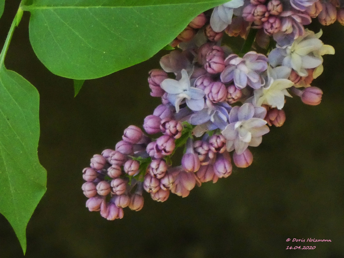 Syringa vulgaris, the lilac 