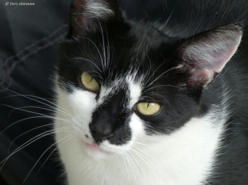 Neighbour's cat 