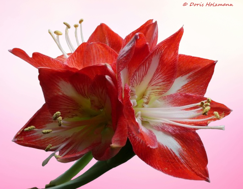 Amaryllis