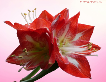 Amaryllis