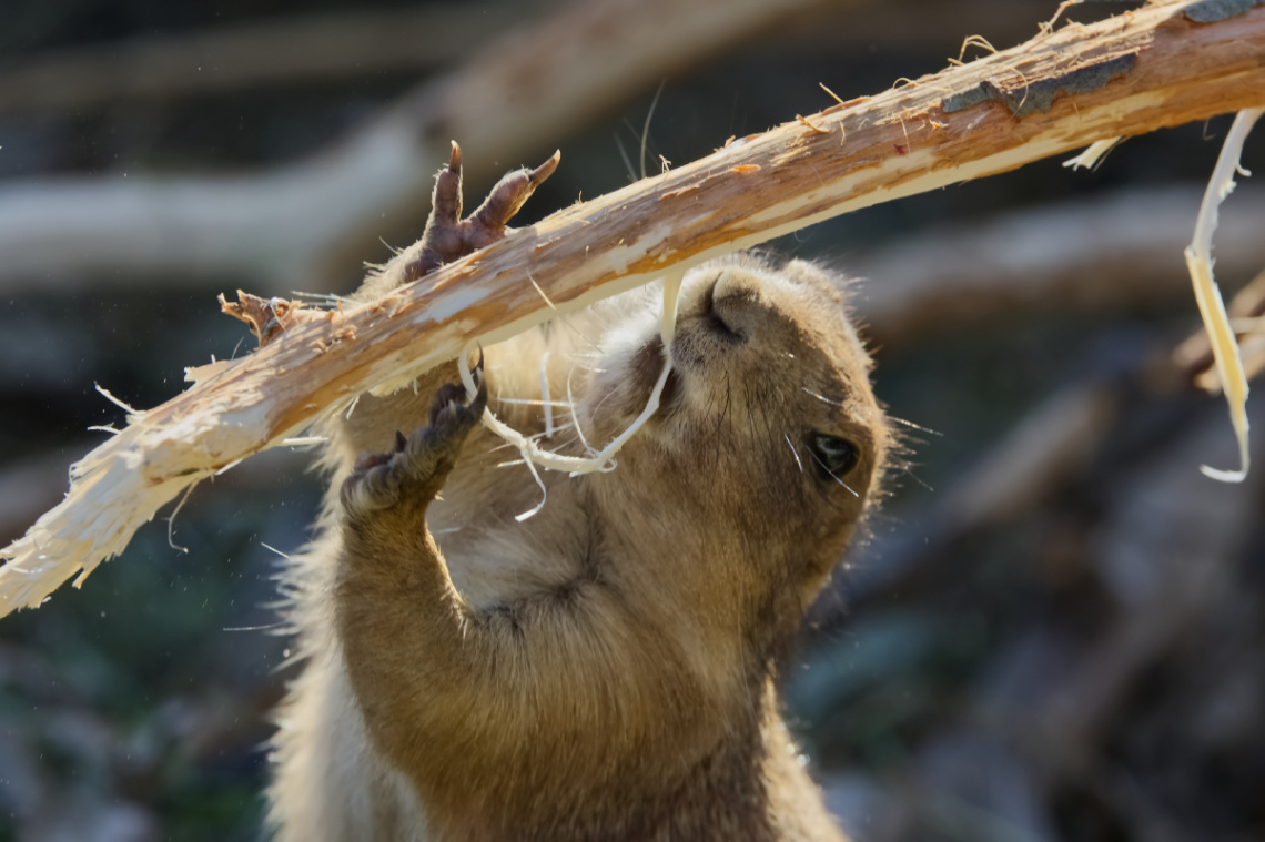Copenhagen Zoo - 2024