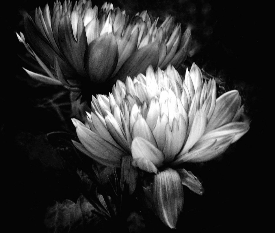 DAHLIAS 
