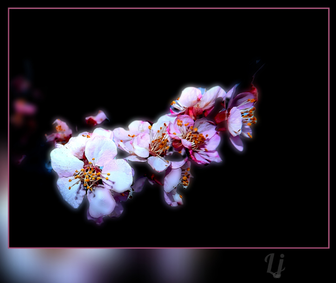 Flowers  ⚜⚜⚜
