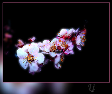 Flowers  ⚜⚜⚜