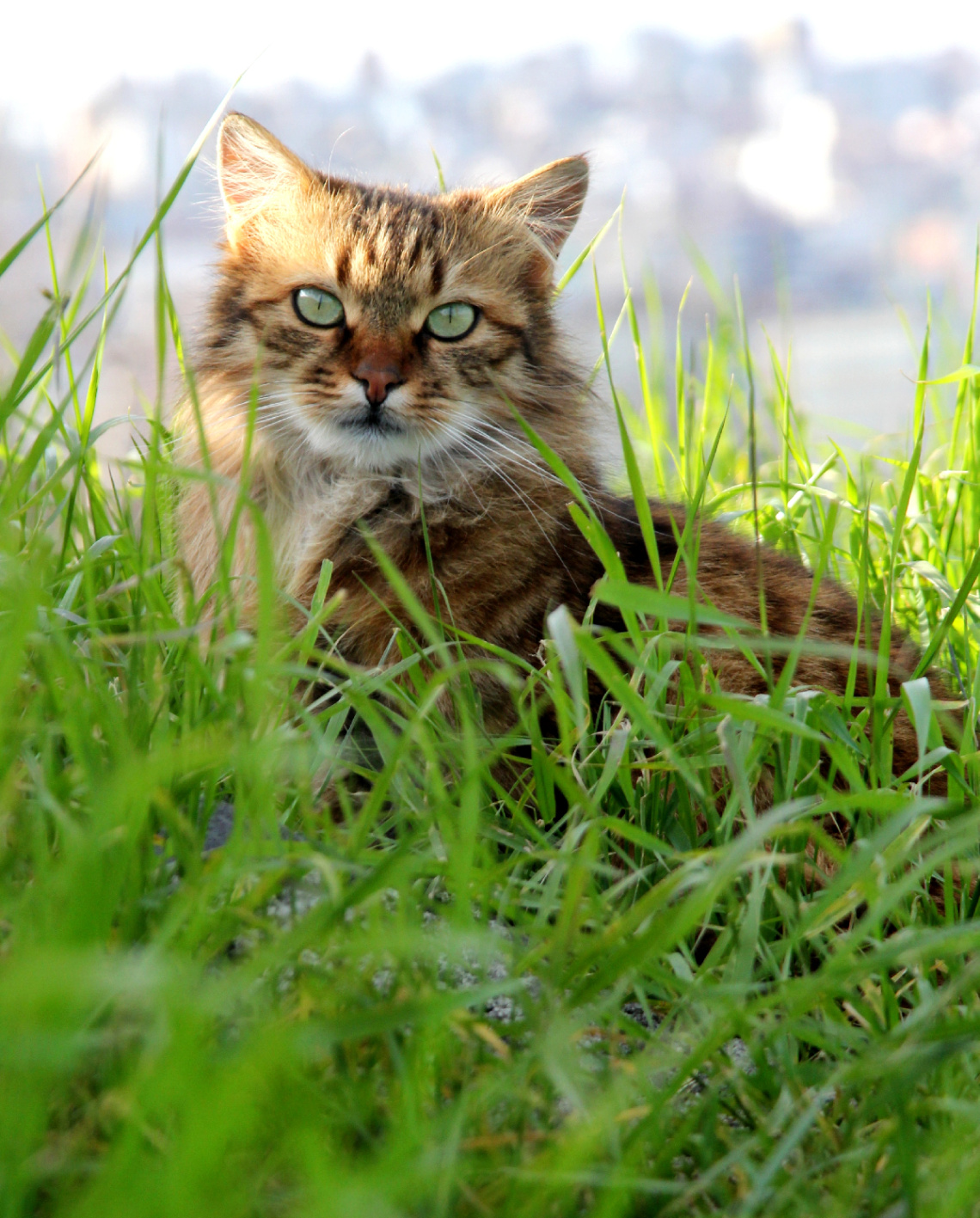DOĞA