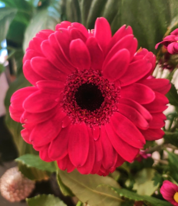 GERBERA