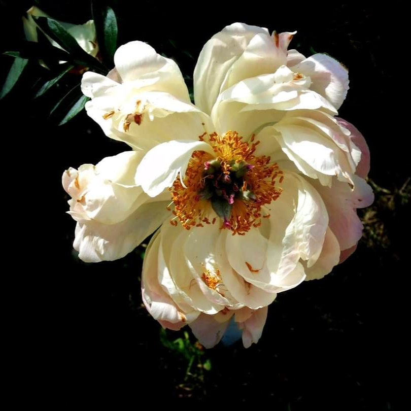 PEONY