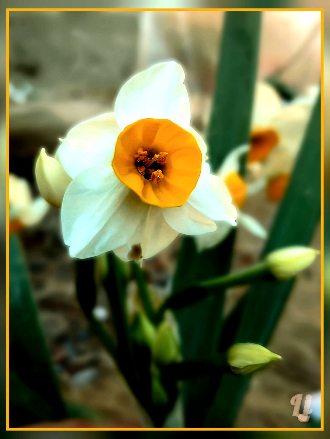 نرگس، Daffodil ❤️⚜
