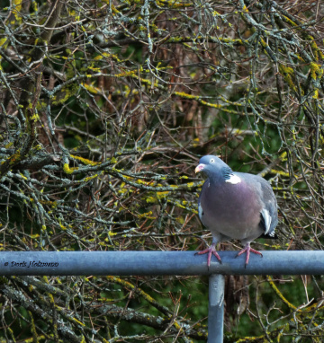 dove