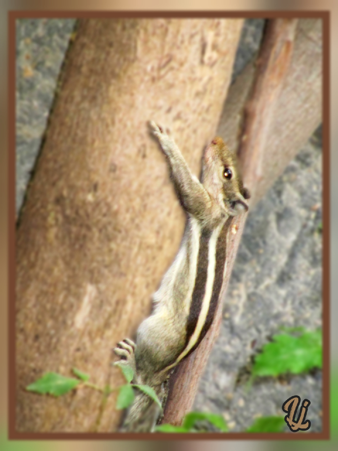 Squirrel ⚜⚜⚜