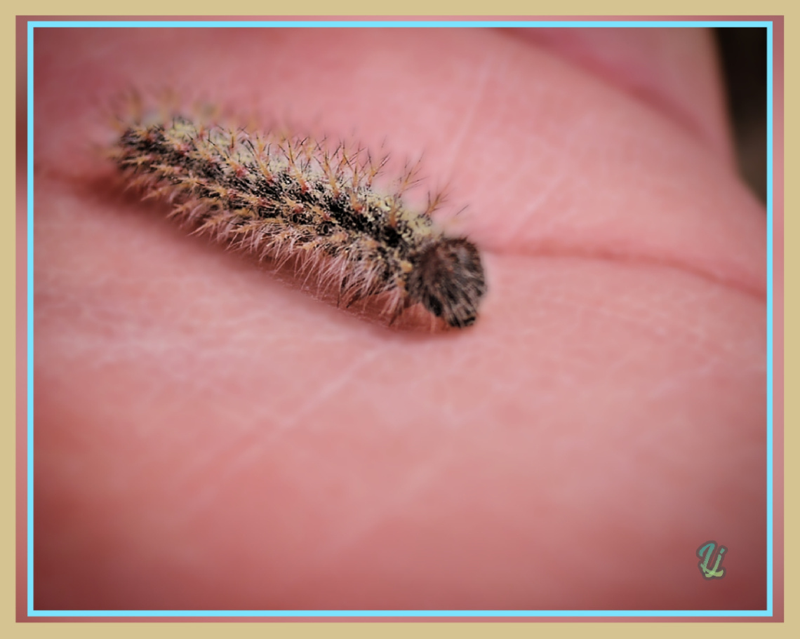 Caterpillar ⚜⚜