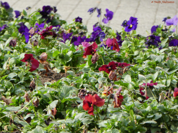 Viola wittrockiana